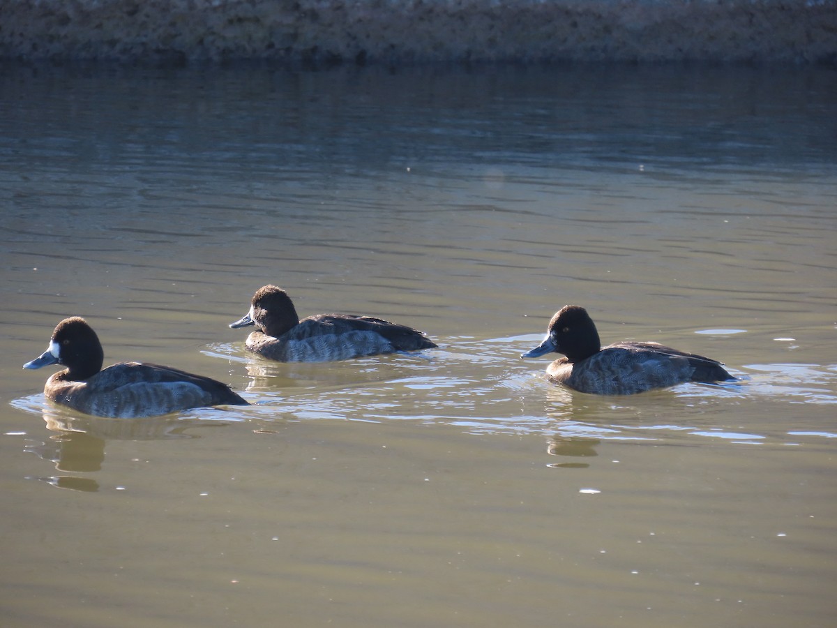 Lesser Scaup - ML646799121