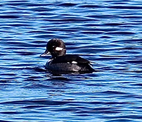 Petit Garrot - ML646799123