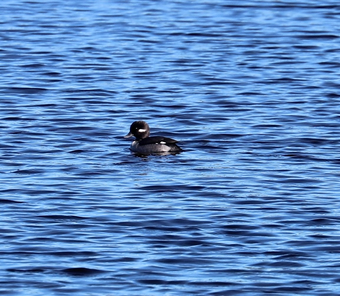 Petit Garrot - ML646799124