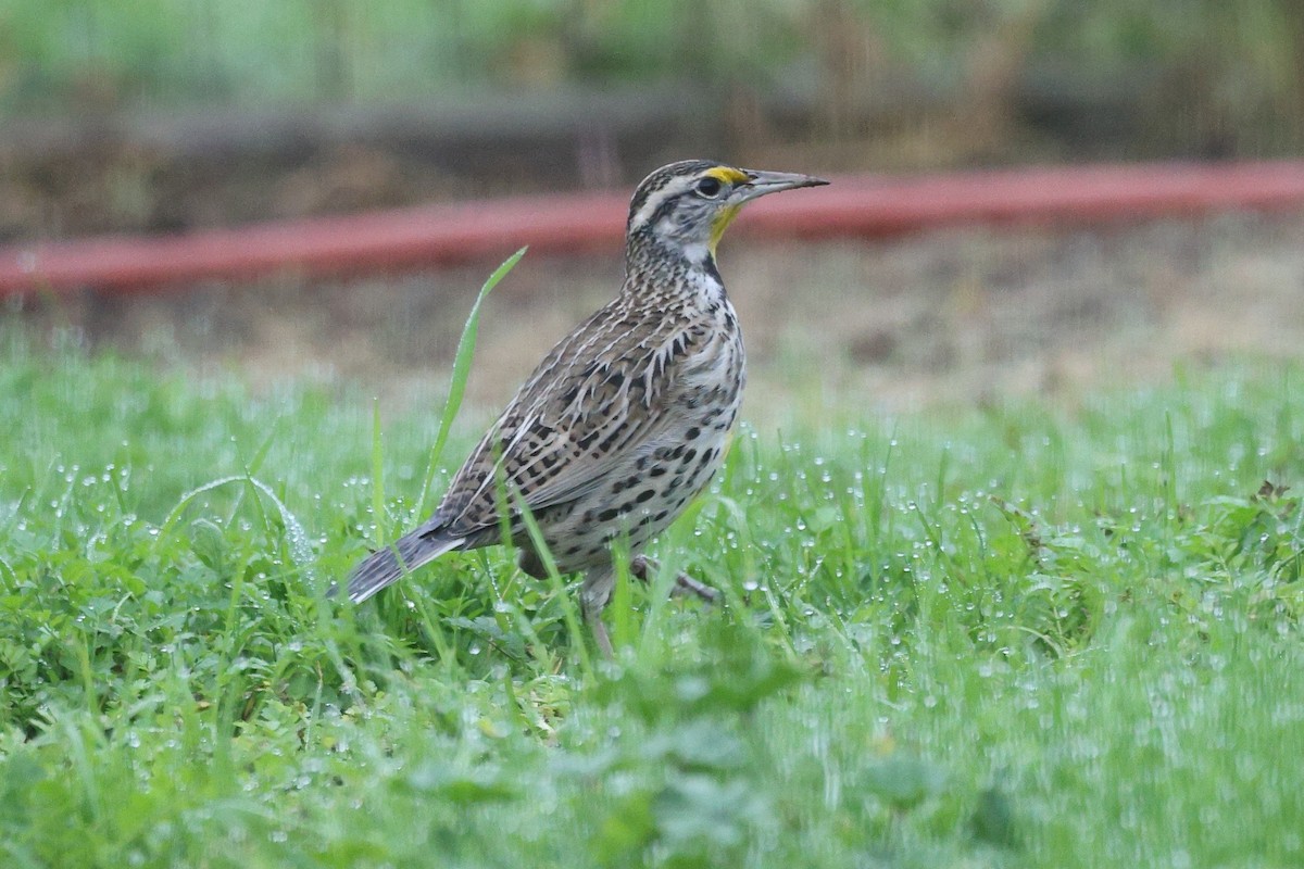 Западный луговой трупиал - ML646799127
