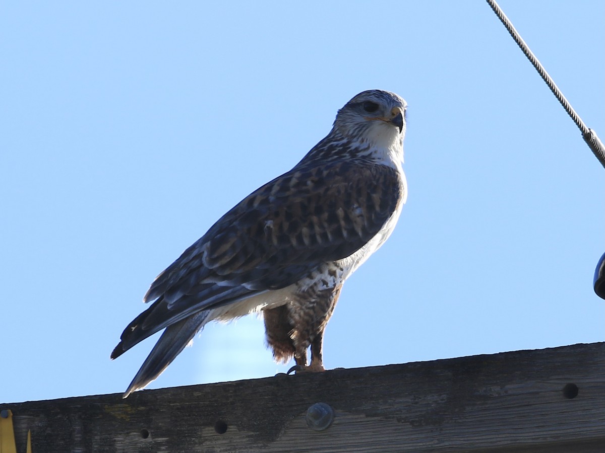 Ferruginous Hawk - ML646799128