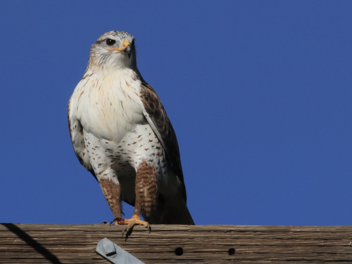 Ferruginous Hawk - ML646799129