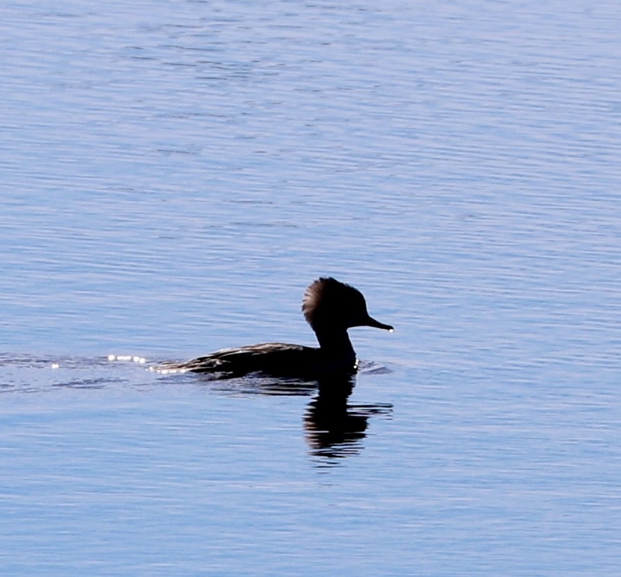 Harle couronné - ML646799138