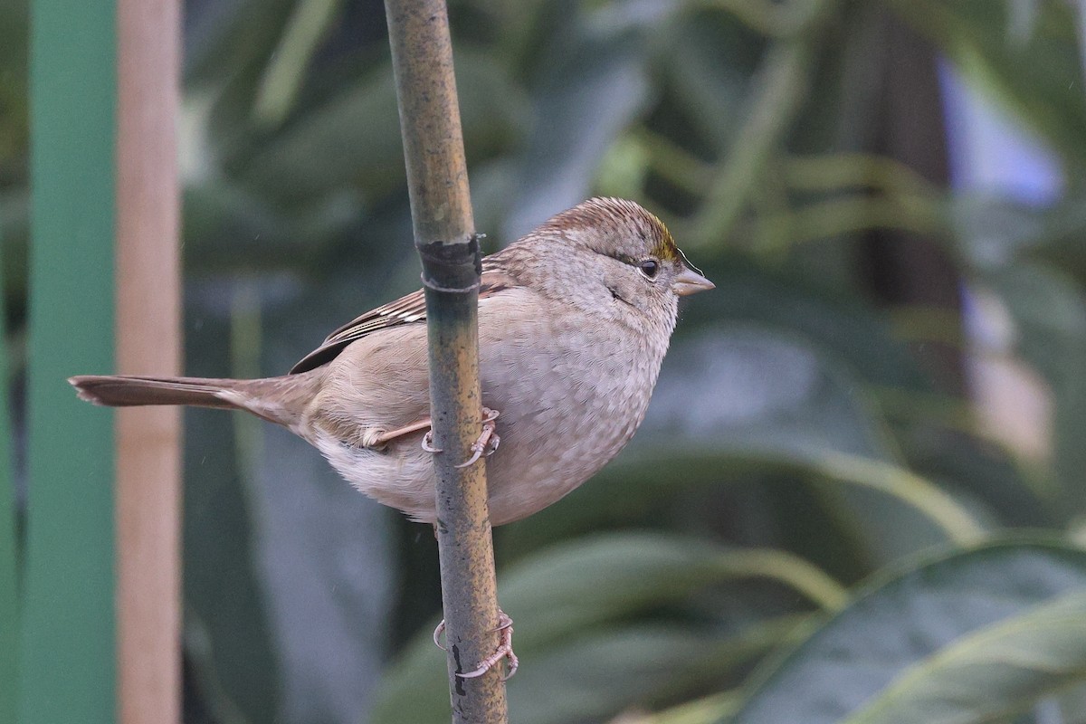 Чернобровая овсянка - ML646799149