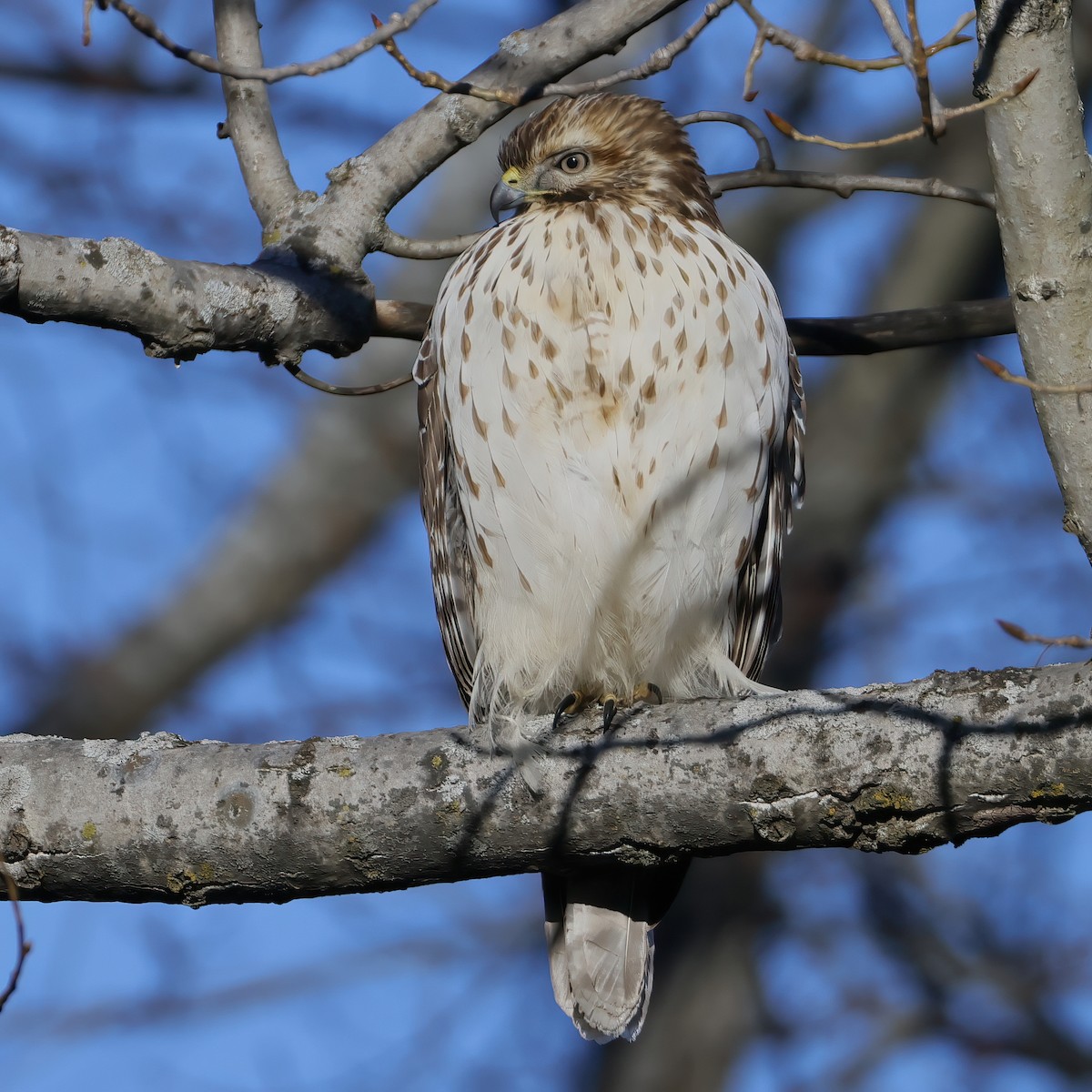 Red-shouldered Hawk - ML646799150