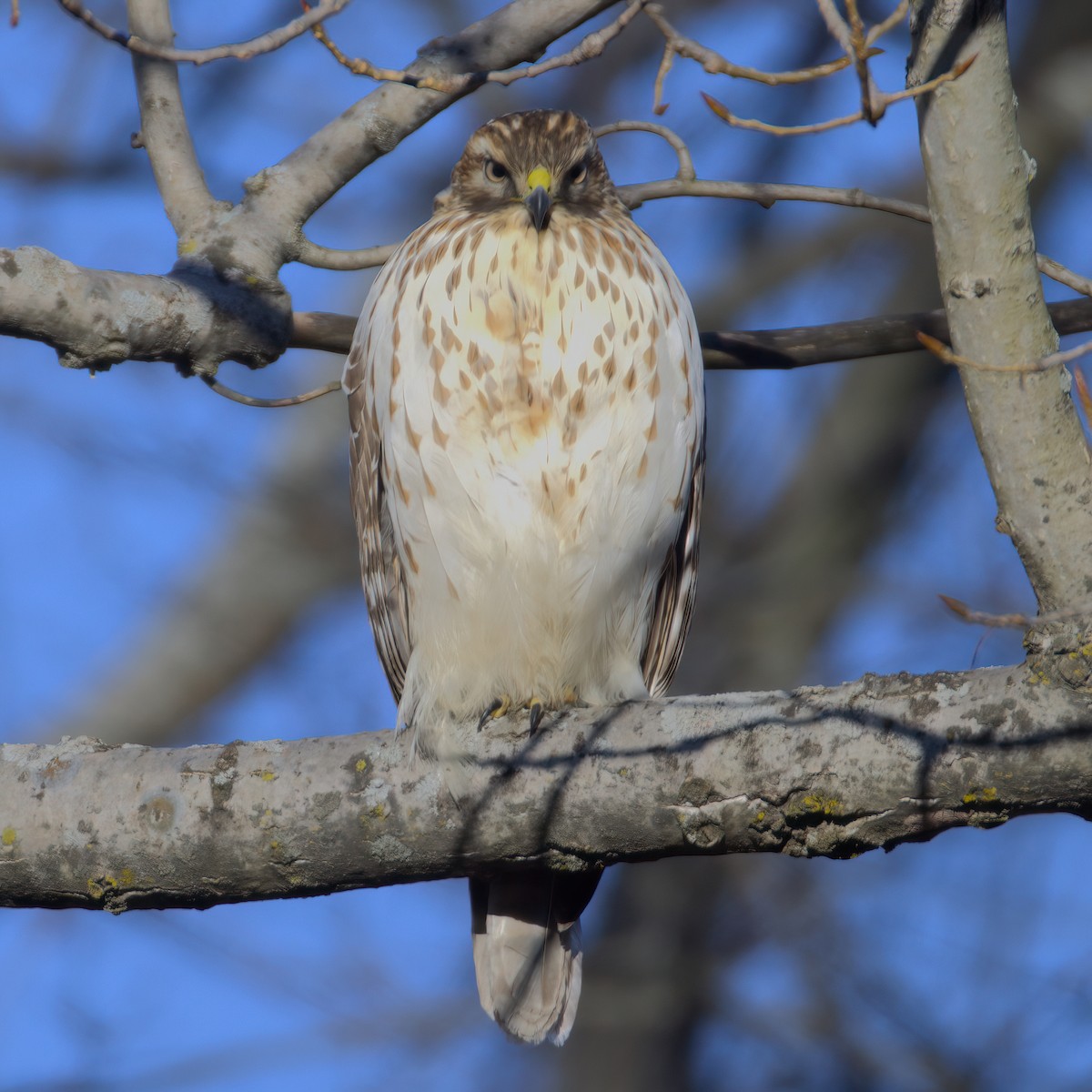 Red-shouldered Hawk - ML646799151