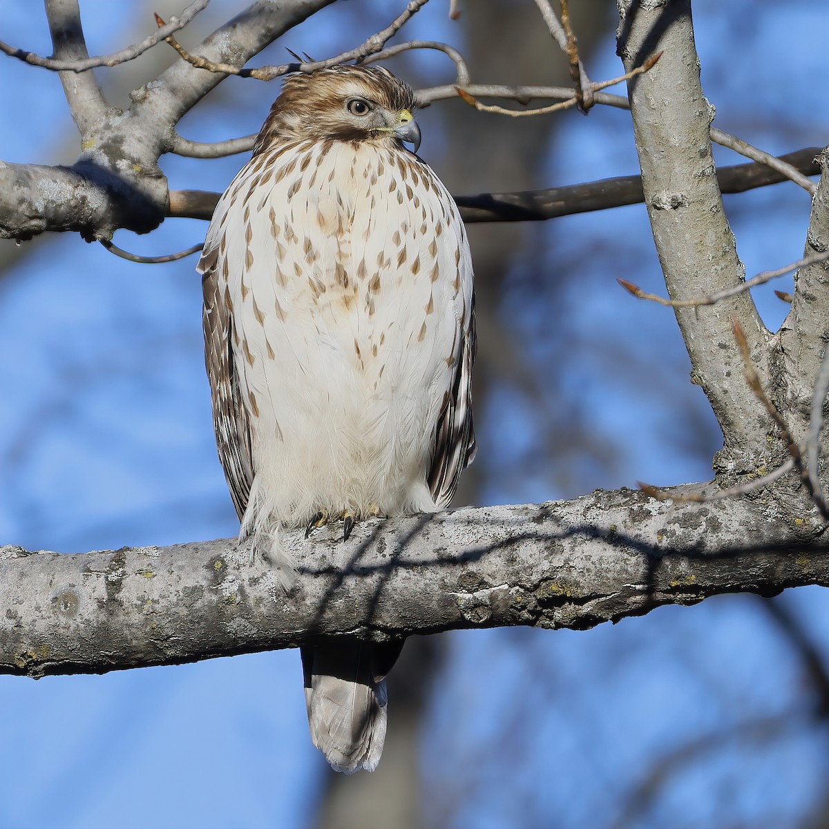 Red-shouldered Hawk - ML646799152