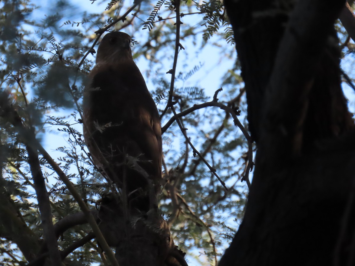 Cooper's Hawk - ML646799155