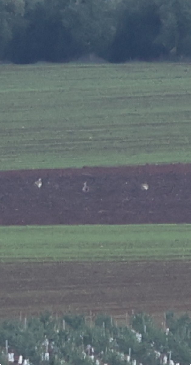 stortrappe - ML646799156