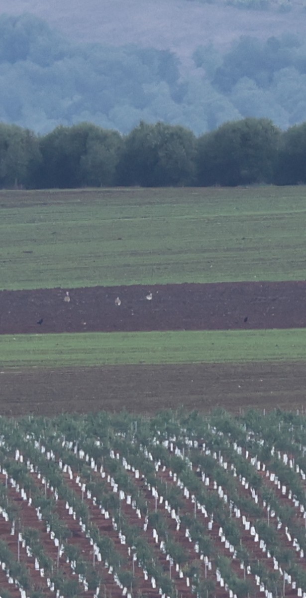 stortrappe - ML646799157