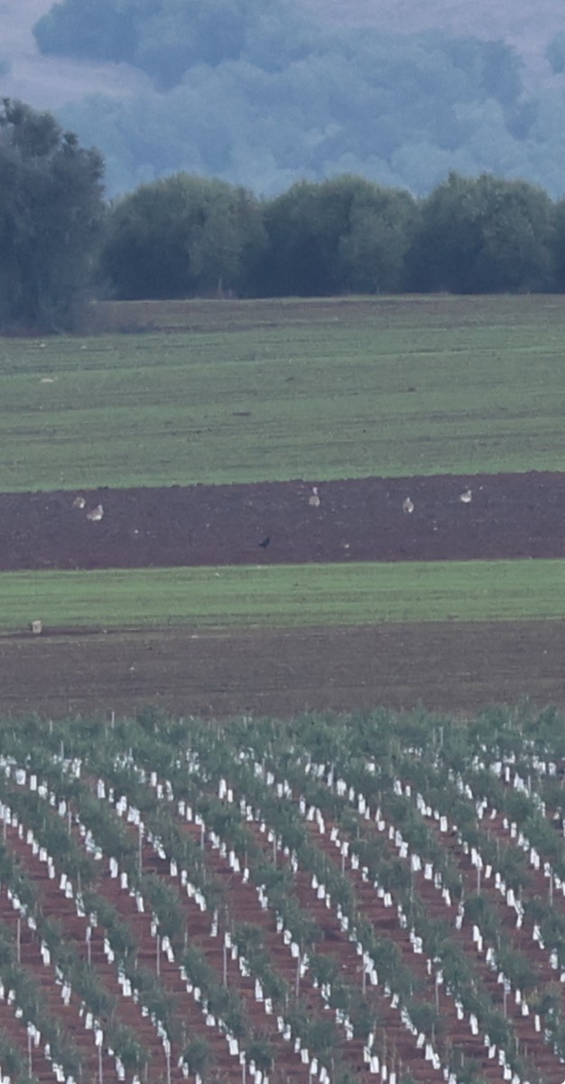 stortrappe - ML646799158