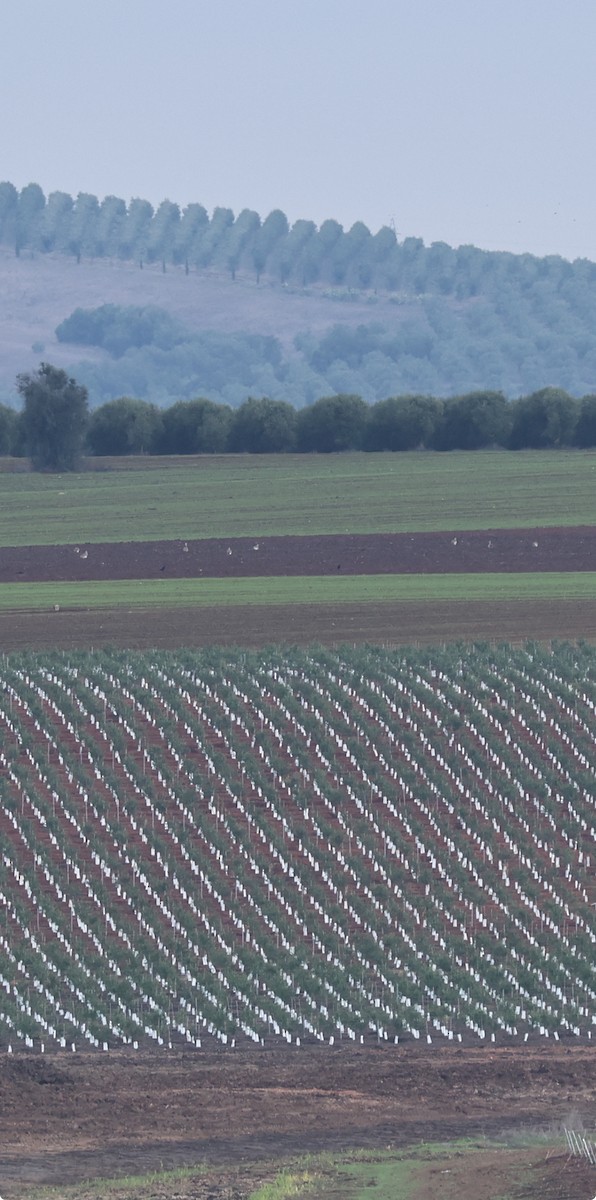 stortrappe - ML646799159