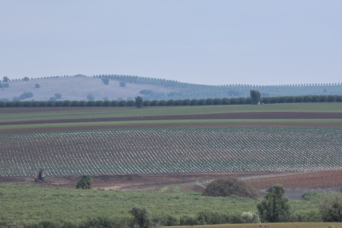 stortrappe - ML646799160