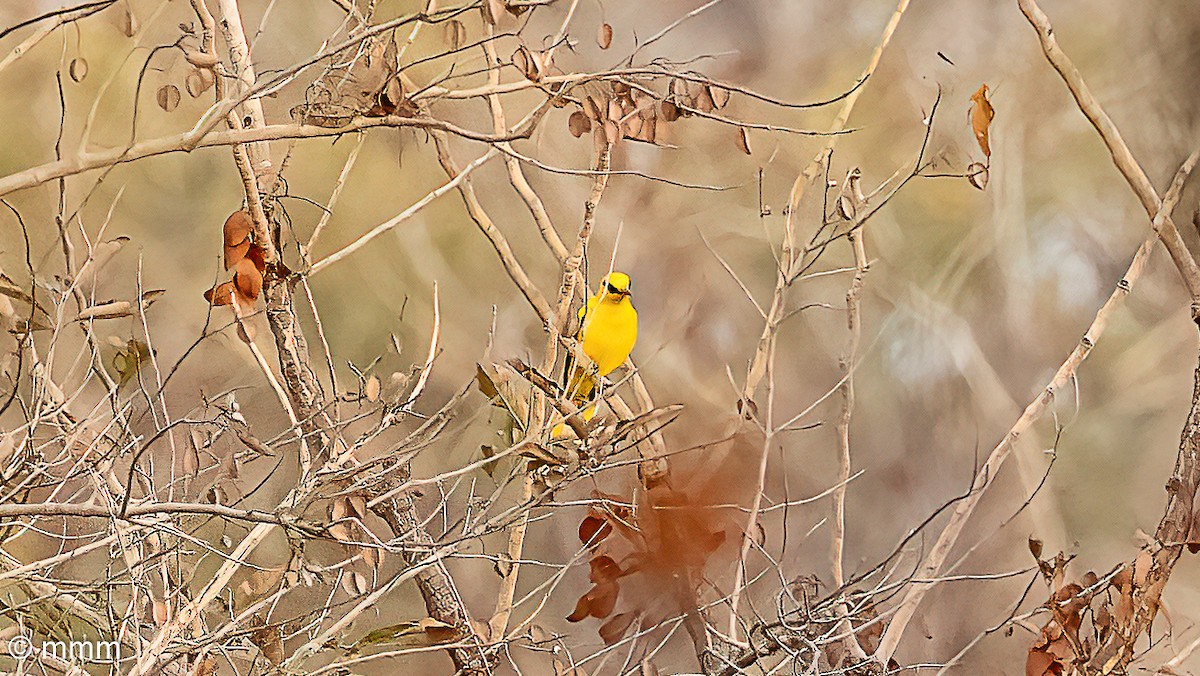 African Golden Oriole - ML646799162
