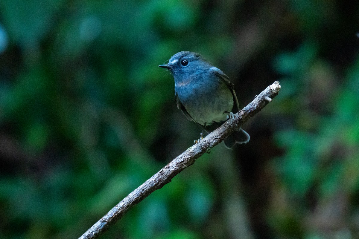Rufous-gorgeted Flycatcher - ML646799164
