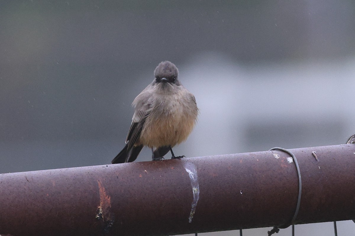 Рыжебрюхий фиби - ML646799165