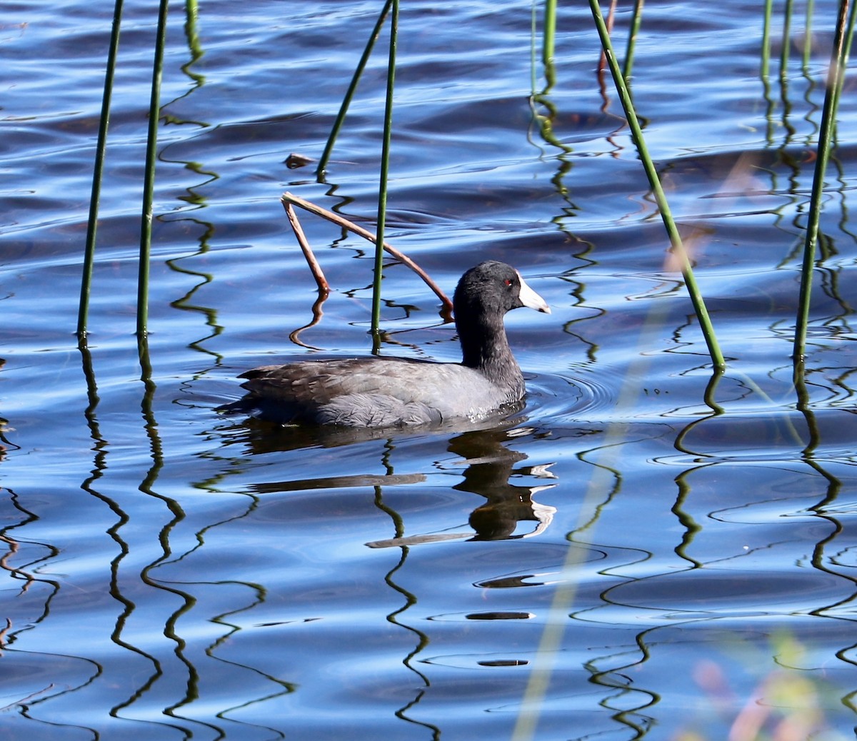 Foulque d'Amérique - ML646799166
