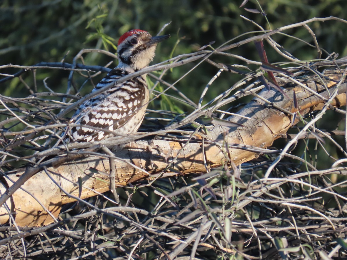 Ladder-backed Woodpecker - ML646799168