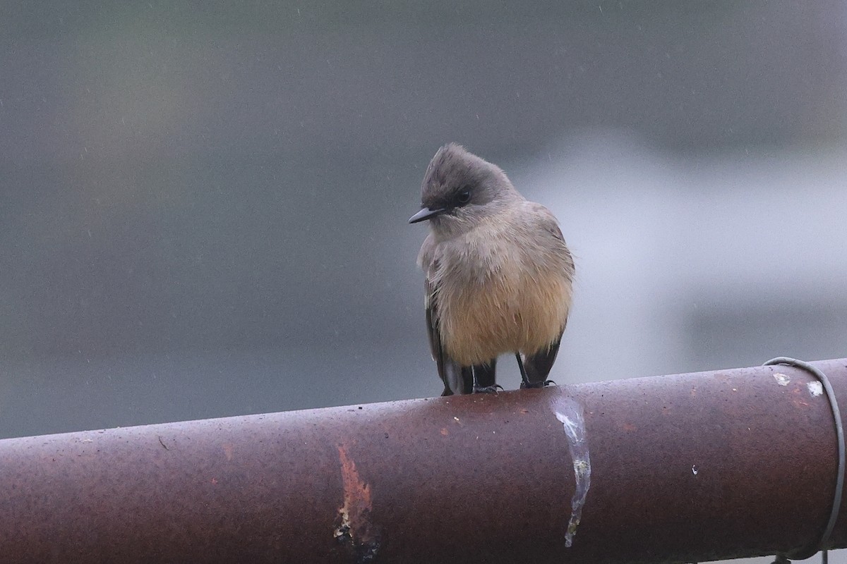 Рыжебрюхий фиби - ML646799186