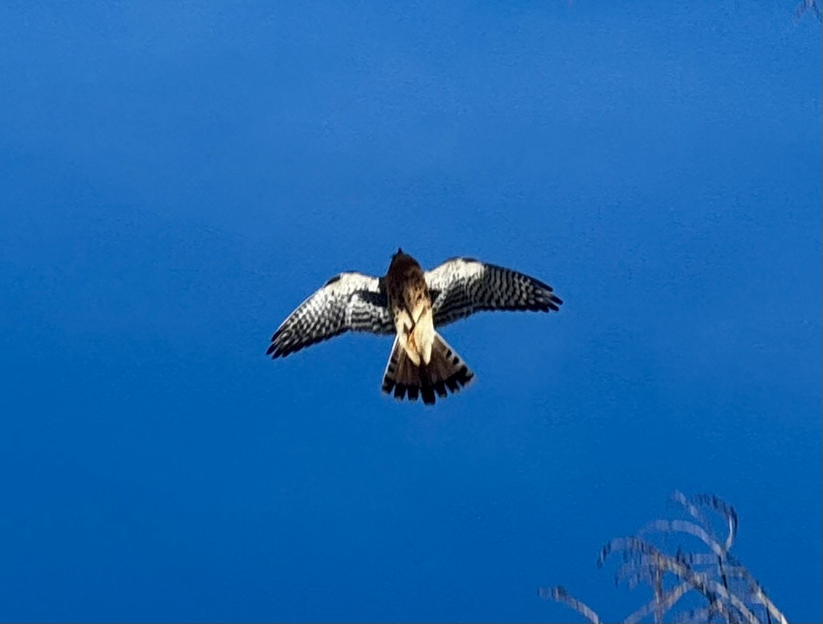 Crécerelle d'Amérique - ML646799187