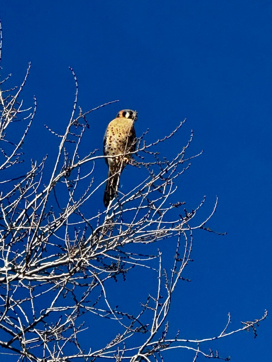 Crécerelle d'Amérique - ML646799188