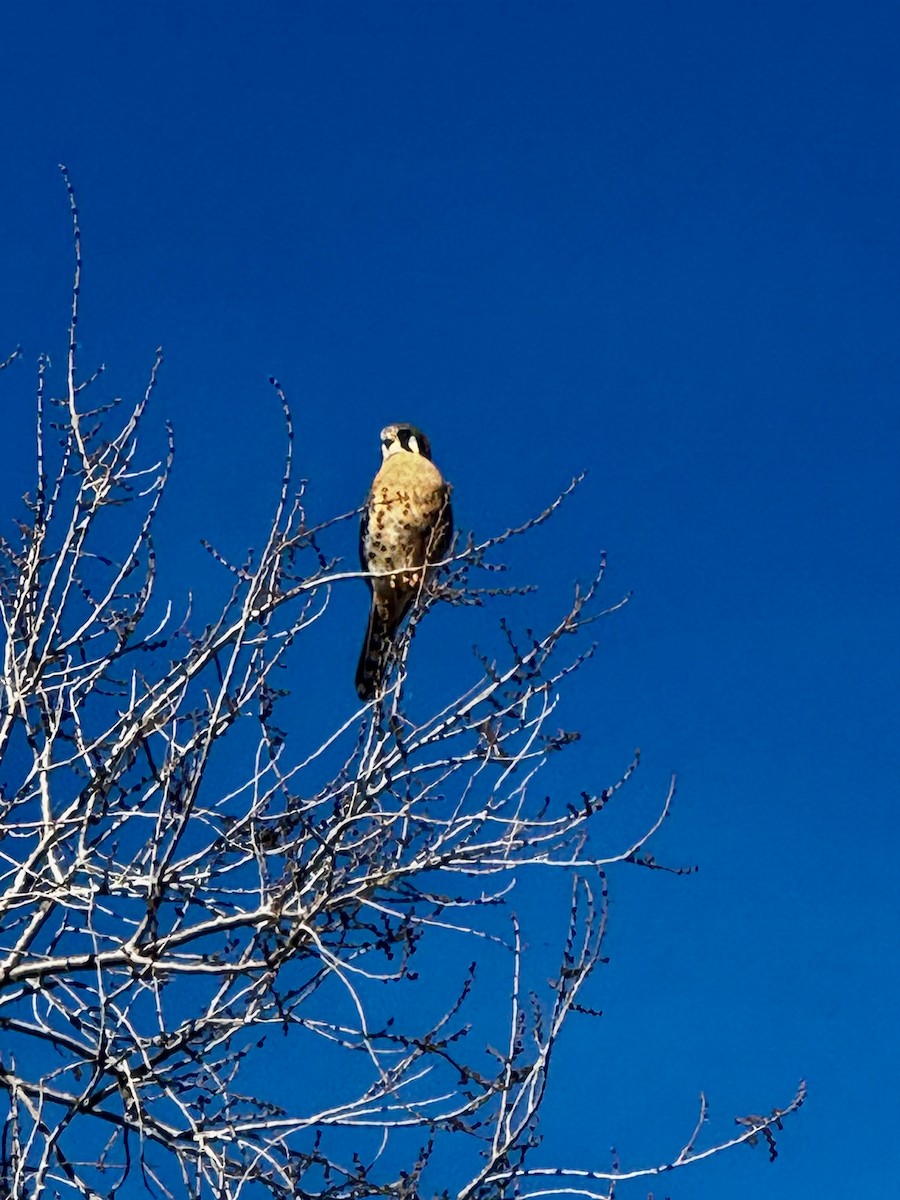 Crécerelle d'Amérique - ML646799189