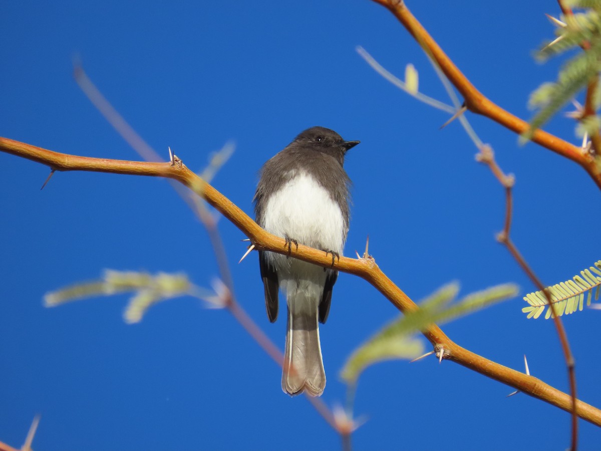 Black Phoebe - ML646799190