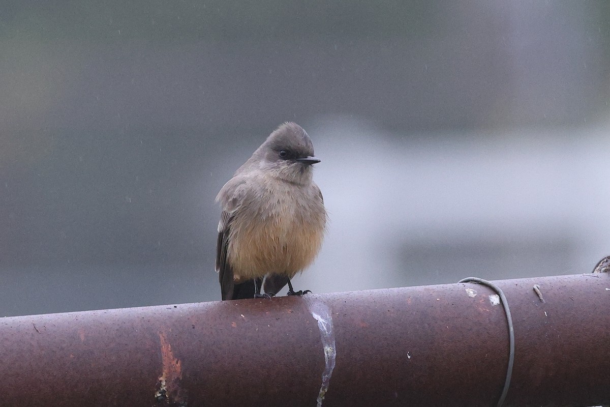 Рыжебрюхий фиби - ML646799191