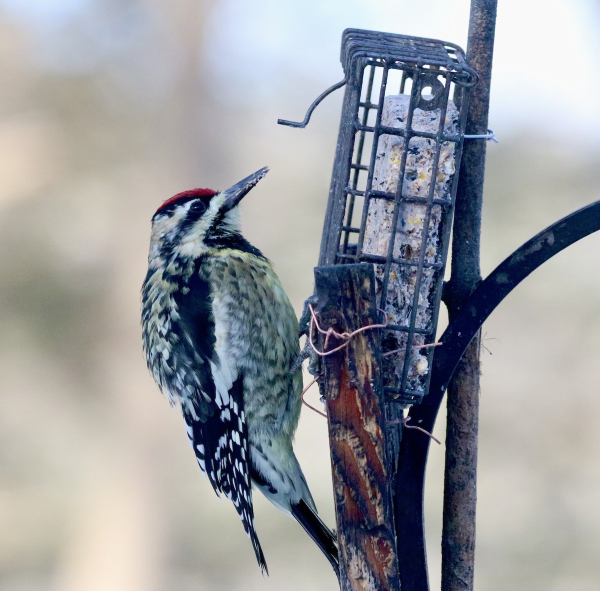 Yellow-bellied Sapsucker - ML646799192