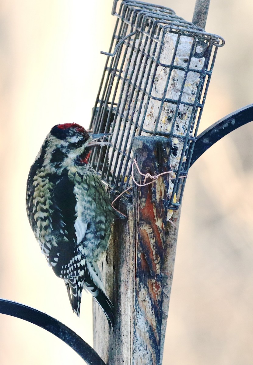 Yellow-bellied Sapsucker - ML646799193