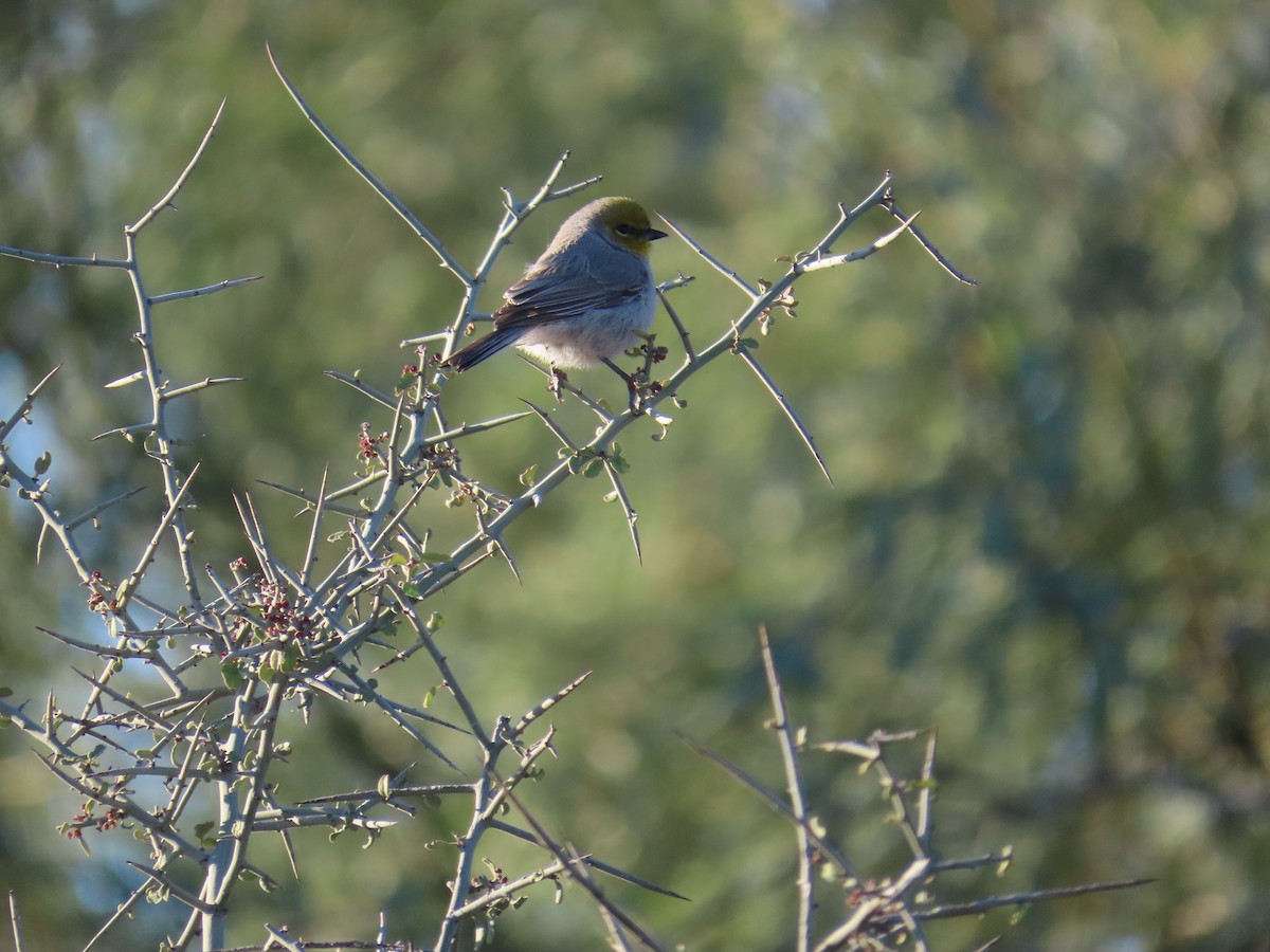 Verdin - ML646799198