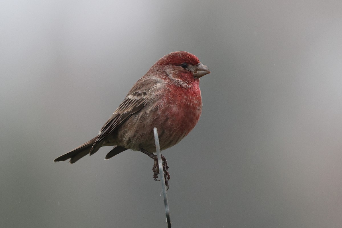 Мексиканская чечевица - ML646799201