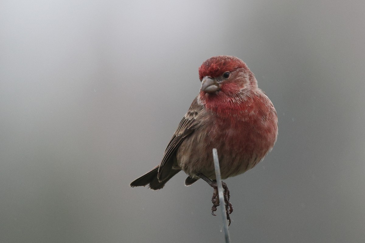 Мексиканская чечевица - ML646799202