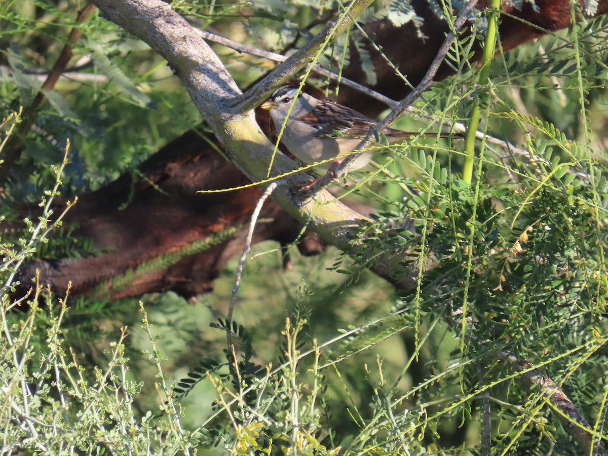 White-crowned Sparrow - ML646799203
