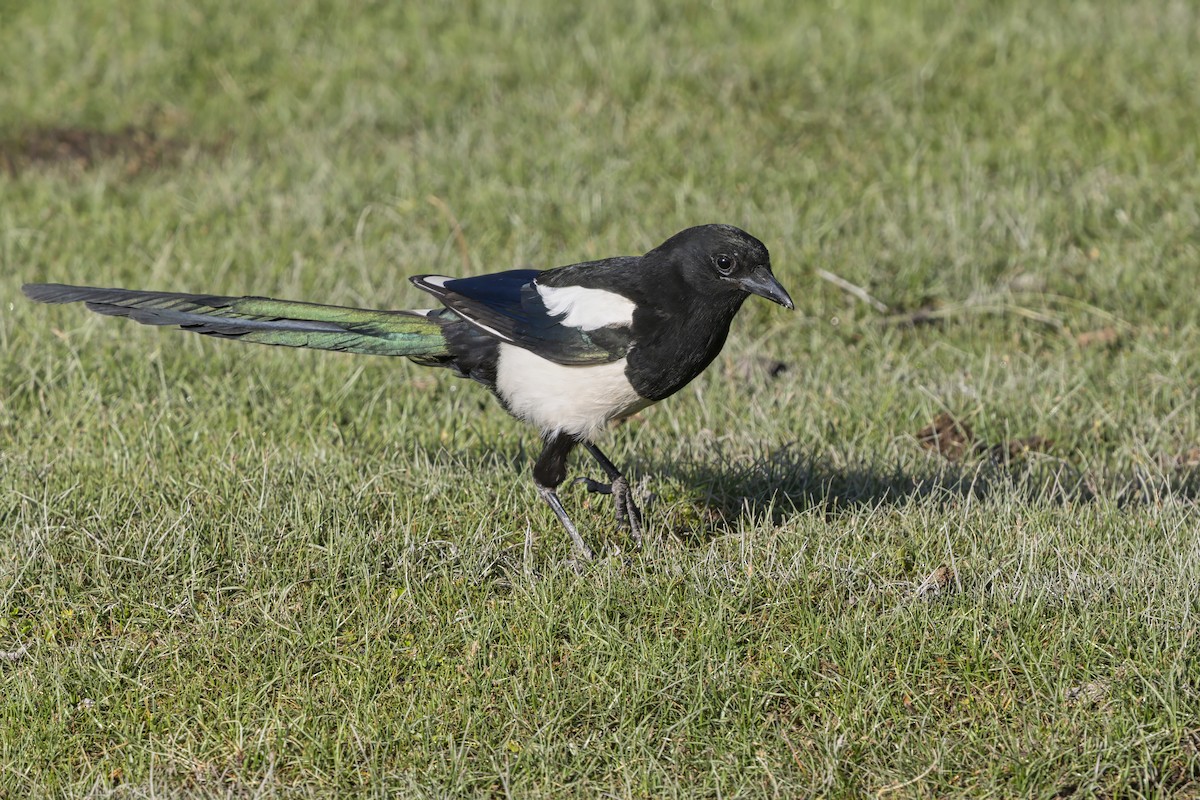 עקעק זנבתן - ML646799205