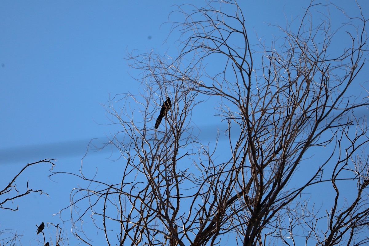 Great-tailed Grackle - ML646799208