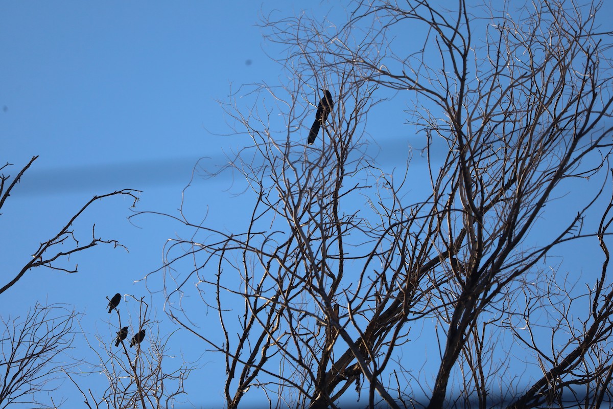 Great-tailed Grackle - ML646799209