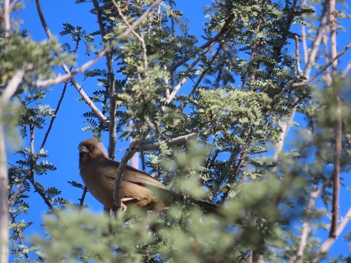 Abert's Towhee - ML646799211