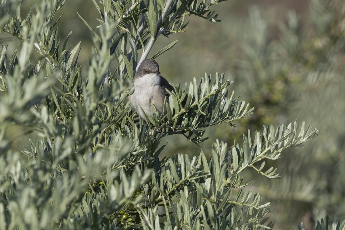 סבכי טוחנים - ML646799215