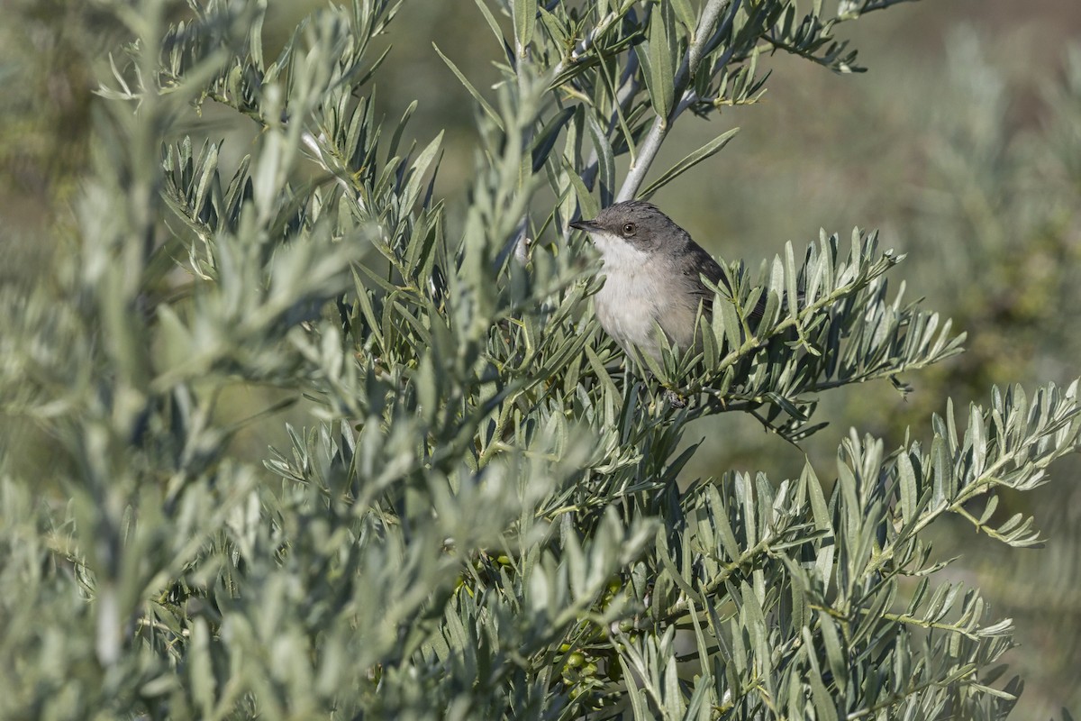 סבכי טוחנים - ML646799216