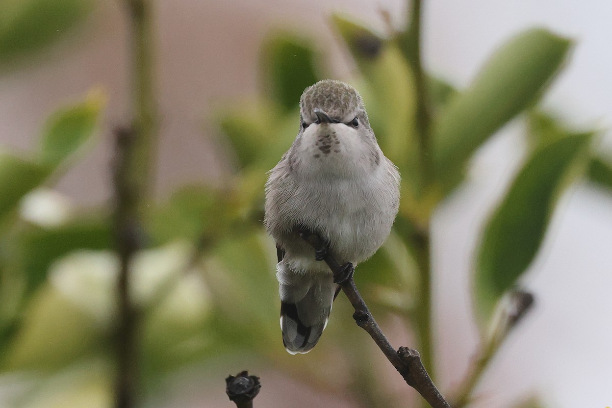 Фиалковый калипсо - ML646799217