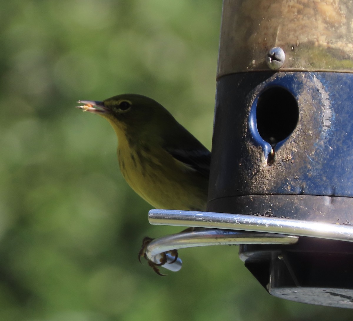 Pine Warbler - ML646799229