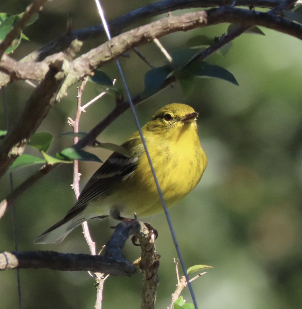 Pine Warbler - ML646799230