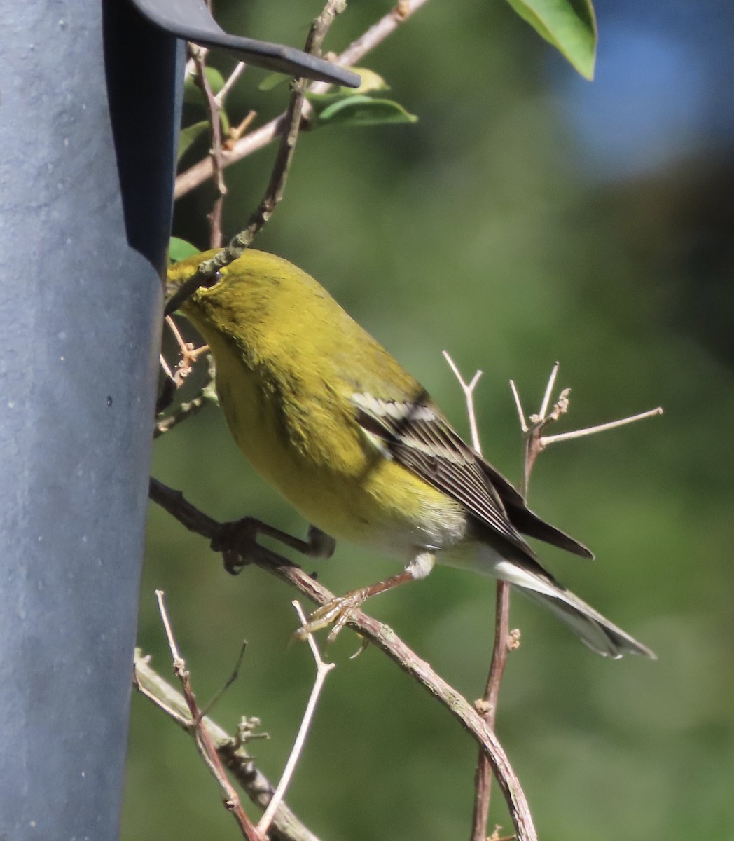 Pine Warbler - ML646799231