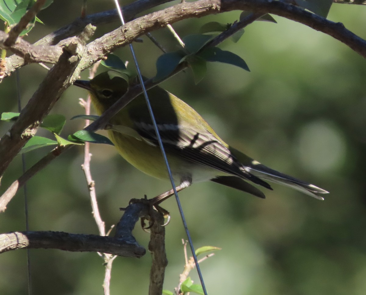 Pine Warbler - ML646799232