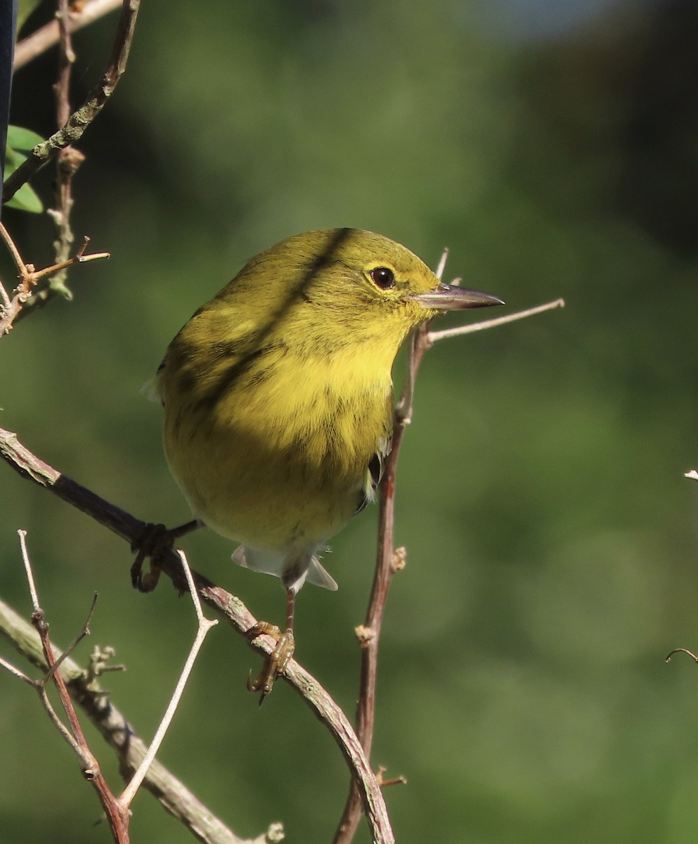 Pine Warbler - ML646799233