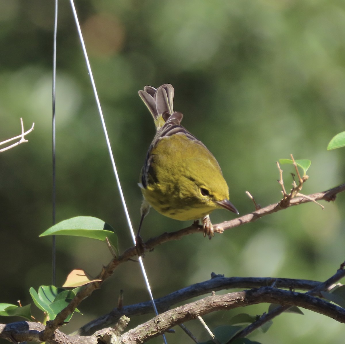 Pine Warbler - ML646799234