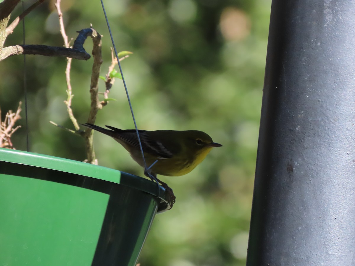Pine Warbler - ML646799235