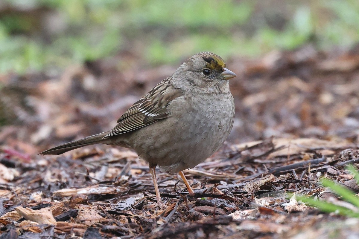 Чернобровая овсянка - ML646799236