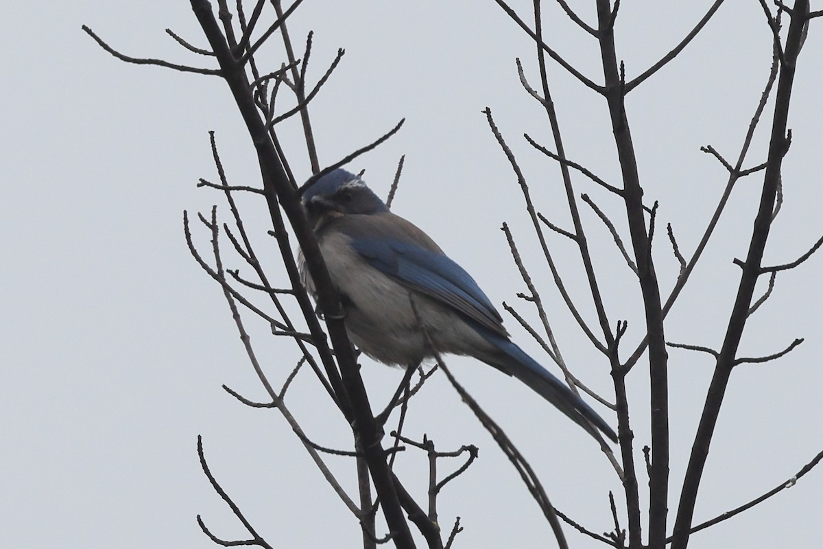 Калифорнийская сойка - ML646799245